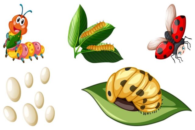 June Bug Lifecycle: Why  It Returns Every Summer